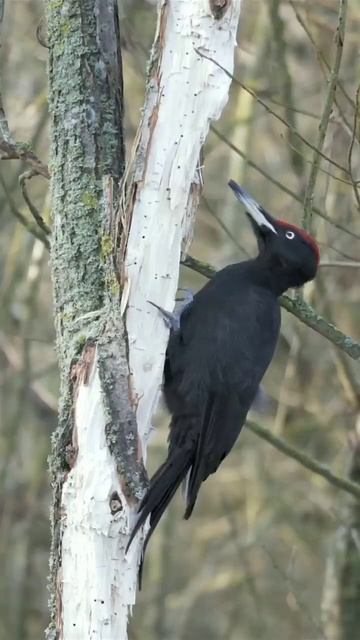 woodpecker searching food смотреть онлайн