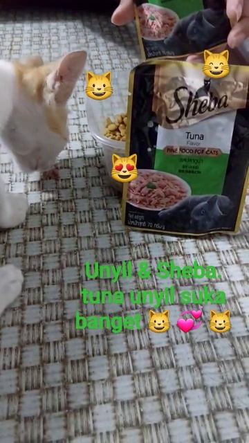 Unyil & Sheba tuna lezat mak🍛 😺 #shorts #youtubeshort #unyilmiauwshort #cat #cutecat #sheba #kucing смотреть онлайн