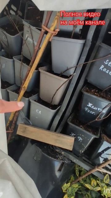 Как перезимовали саженцы гортензий в Р9.