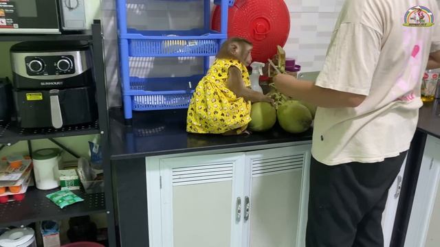 Monkey Lyly tries to bring home a surprise gift for her mother! смотреть онлайн