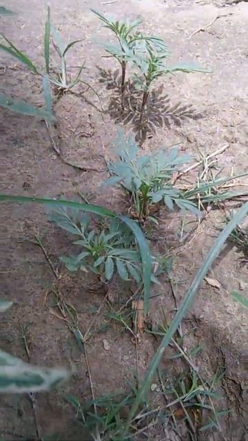 Small plant смотреть онлайн