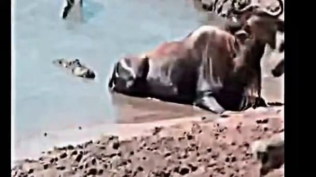 Crocodiles attacking wildebeest смотреть онлайн