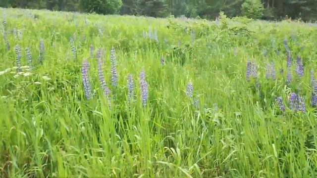 Гонял Воронов кормить смотреть онлайн
