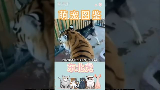 东北虎，是世界上最大的脑斧。#东北虎 #萌宠出道计划 смотреть онлайн