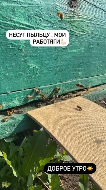 Доброе утро от пчел 🐝😻 #рекомендации #деревня #бизнесснуля #животные #пчелы #shorts смотреть онлайн