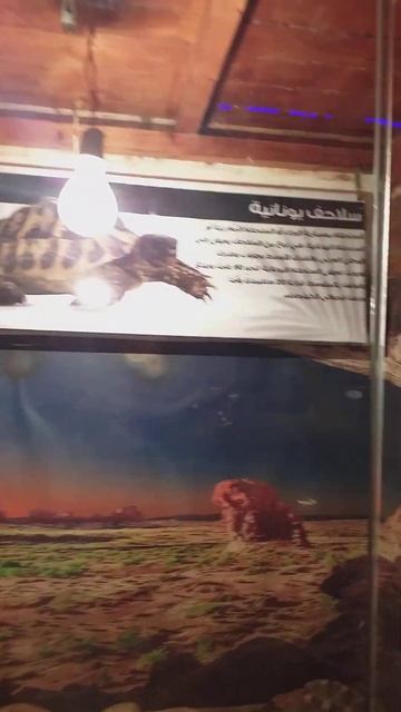 بيت الزواحف حديقة حيوان الجيزة حديقة الطفل ZOO смотреть онлайн