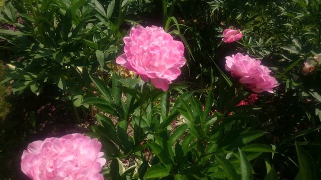 Paeonia Pietertje Vriend Wagenaar смотреть онлайн