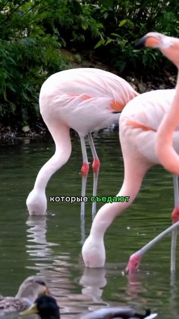 Грациозные птицы #удивительныефакты #фламинго едятводоросликреветки #фламингостоятнаоднойноге смотреть онлайн