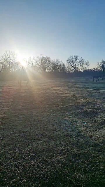 Бесподобное доброе утро на ферме. #horse #лошади #pony #животные смотреть онлайн