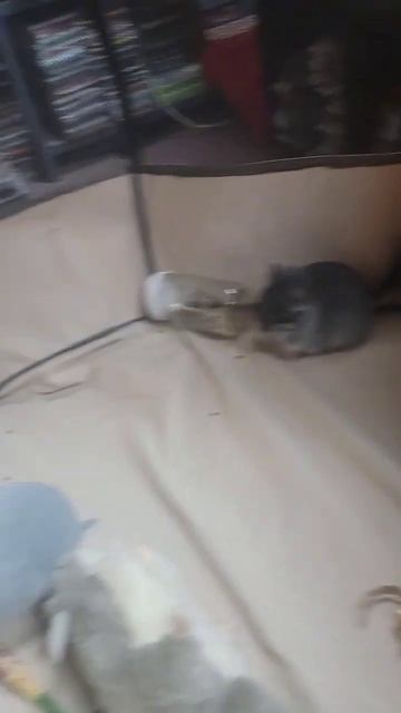 THIS MAKE U 😃😊😀 #satisfying #viralanimals #animals #shorts #pets #funny #happy #chinchilla смотреть онлайн