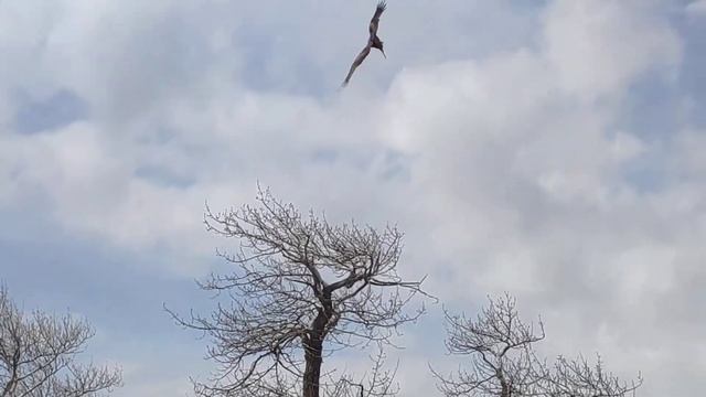 коршун и шашлык смотреть онлайн