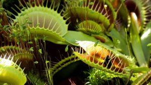 WATOP| Почему РАСТЕНИЯ стали ПИТАТЬСЯ животными?