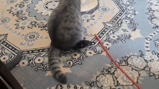 Мама с котенком не поделили мышку / КОШКИН ДОМ смотреть онлайн