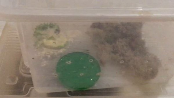 Как ухаживать за улитками