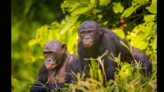 Bonobo Sounds