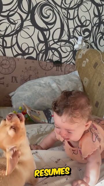 This puppy tries to entertain little girl🥺❣️ #shorts смотреть онлайн