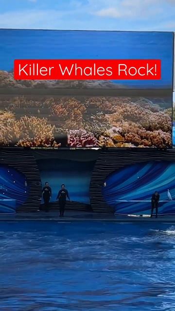 Killer Whale Double Back Breaches! #seaworld #seaworldorlando #shorts смотреть онлайн