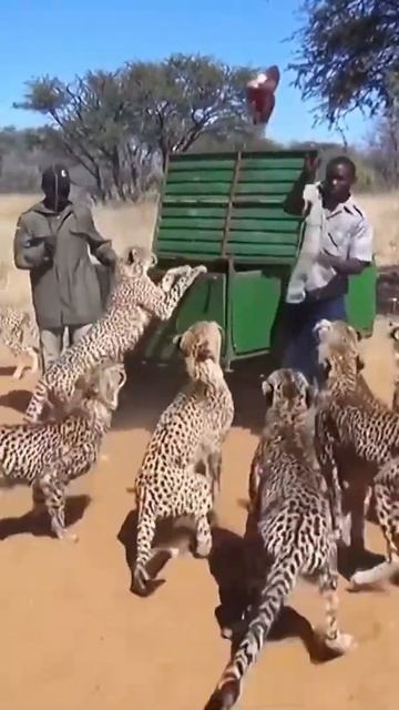 Hora de alimentar felinos #shorts #africa смотреть онлайн