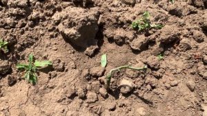 Эксгумация….