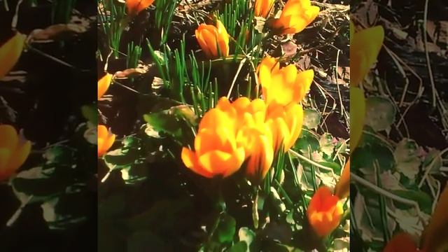 #частный_ботанический_сад #сад... смотреть онлайн