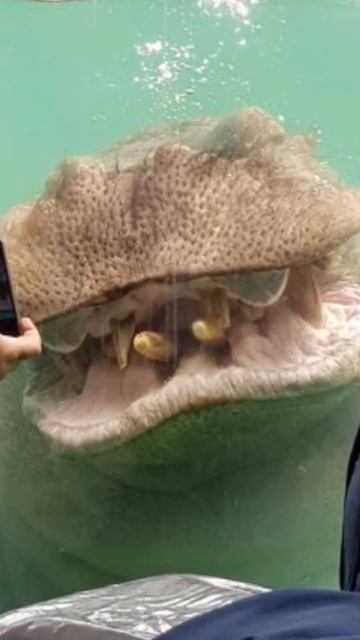 СЛУЧАИ КОГДА ПРИРОДА ПУГАЛА СВОИМИ РАЗМЕРАМИ смотреть онлайн