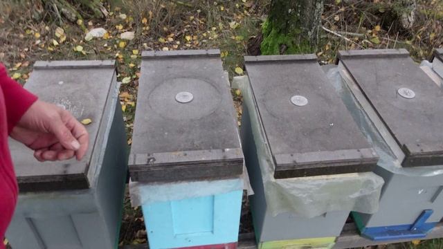 ноябрьский осмотр пасеки смотреть онлайн