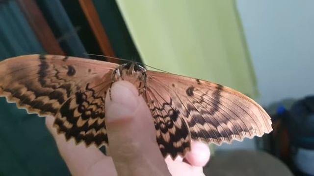 Bruxa-branca, A Mariposa Gigante Thysania Zenobia após trazendo mudanças positivas na vida. смотреть онлайн