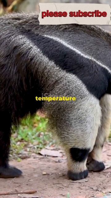 "Anteater Facts: The Termite Terminator 🐜 #WildlifeFacts #Anteater #Nature #AnimalFacts #InsectEate смотреть онлайн