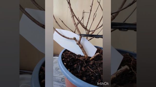 Весенняя обрезка гортензии Bonfire. 05.04.2023.