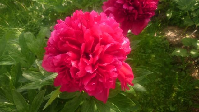 Paeonia Red Charm смотреть онлайн