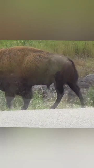 Bison in yellowstone смотреть онлайн