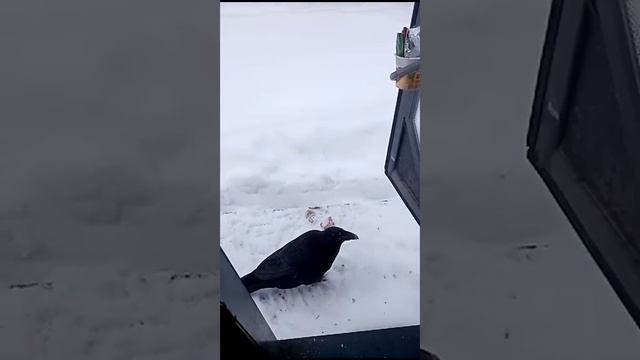 Ворон Карлуша смотреть онлайн