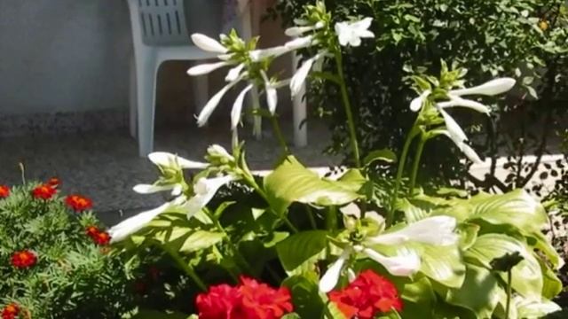 KERTI VIRÁGOK ÉS ÁLLATOK.GARDEN FLOWERS AND ANIMALS смотреть онлайн