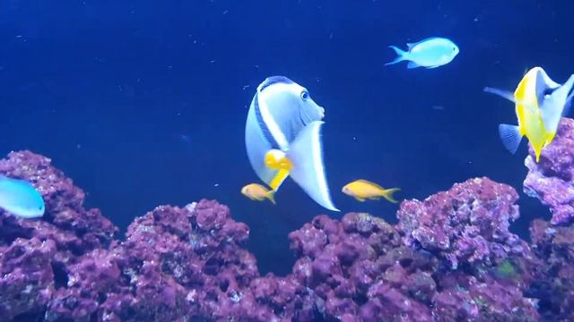 Naso Lituratus Tang, fish only saltwater tank смотреть онлайн