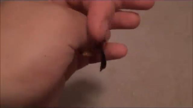 Wasp Handling смотреть онлайн