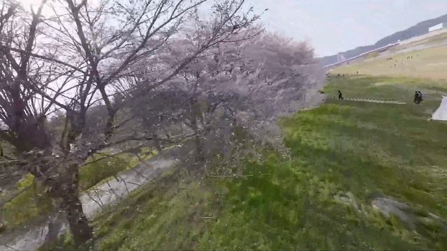 DJI AVATA에 밀리지 않는 Pavo 20로 촬영한 한국 벚꽃 드론 영상! / korean cherry blossom street / @SeewebFPV смотреть онлайн