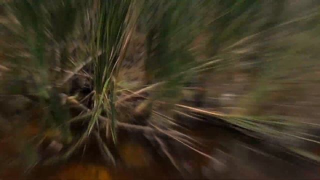 Gator - paddle board a Youtube short. смотреть онлайн