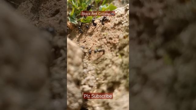 Black ant Colony most satisfying video#shorts смотреть онлайн