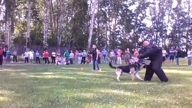 Упражнение 4. Собака№6 смотреть онлайн