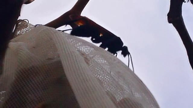 Matacaballos (Pepsis caridei) смотреть онлайн