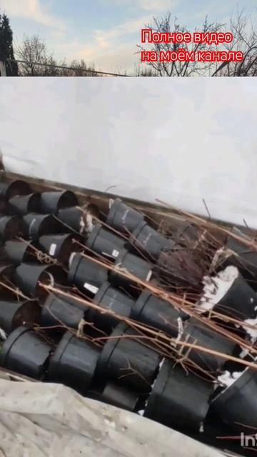 Откапываю череночник с саженцами гортензий в Р9.