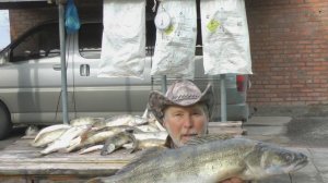 Вес 7.1 кг. Судачья расчёска отдаёт матёрых судаков! Улов судака на Маныче Юрий Философ