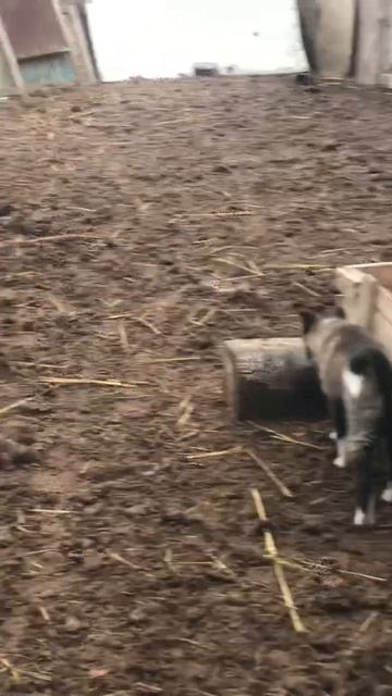 Ченок чистый ЛАЙКА смотреть онлайн