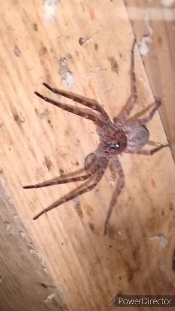 HUGE Wood Spider Covering Up an 8" Board! Music by Mister 8 #spider #shorts #arachnidsofinstagram смотреть онлайн