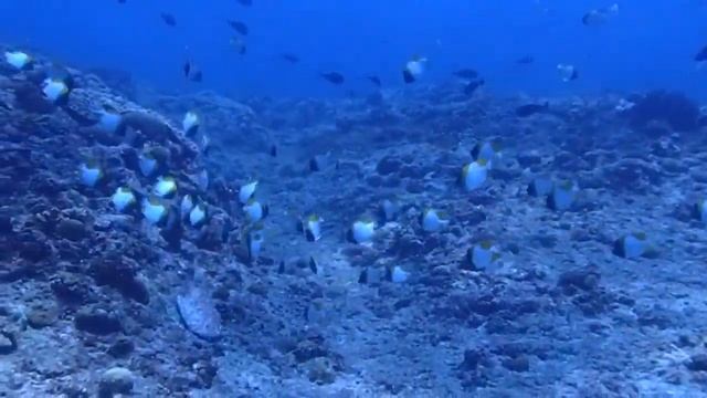 カスミチョウチョウウオ смотреть онлайн