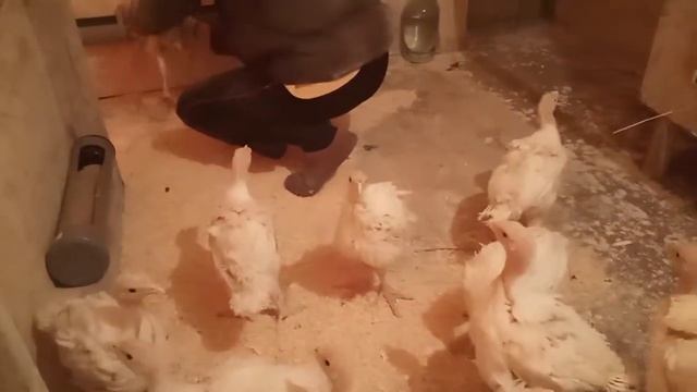 Новый дом для индюшат смотреть онлайн