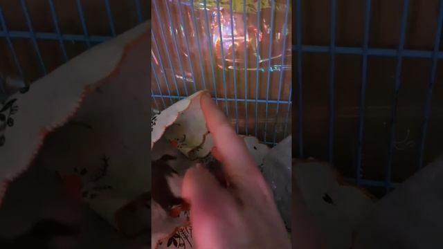 Играю с лаской смотреть онлайн