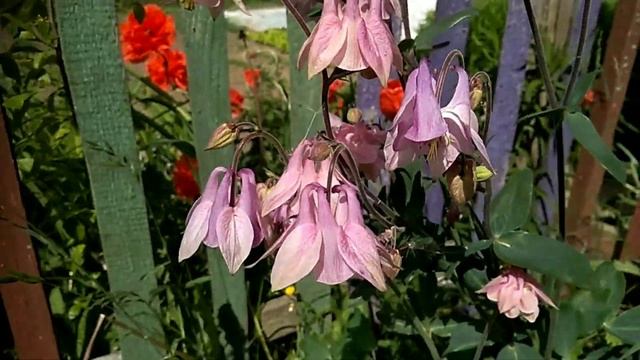 Думала- пожар, цветут цветы, 02.06.23 смотреть онлайн