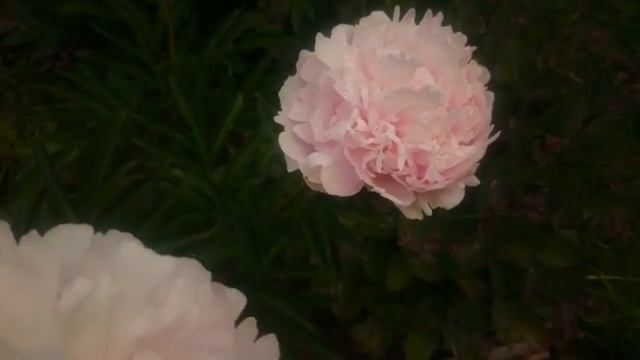 Paeonia Madame Rose Rendatter смотреть онлайн