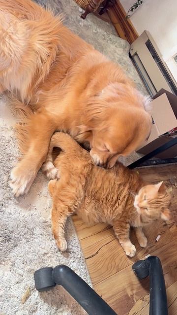 Расслабляющий массаж😅

#животные #юмор